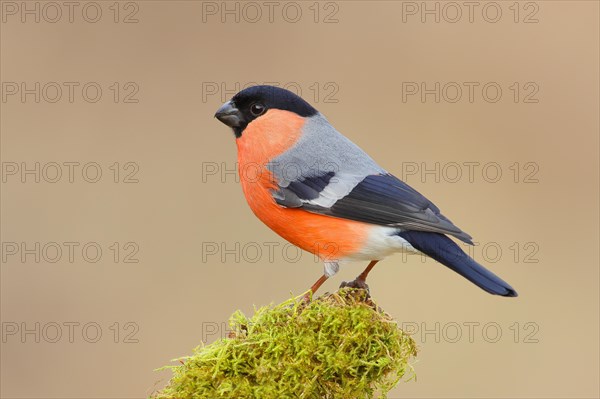 Eurasian bullfinch (Pyrrhula pyrrhula), male, sitting on a branch overgrown with moss, Wildlife, Animals, Birds, Siegerland, North Rhine-Westphalia, Germany, Europe