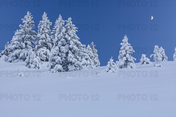 Snow-covered fir trees with moon, twilight, winter, Ammergau Alps, Upper Bavaria, Bavaria, Germany, Europe