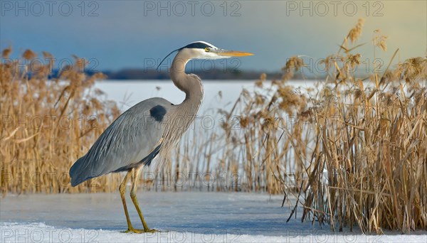 KI generated, animal, animals, bird, birds, biotope, habitat, one, individual, water, reed, winter, snow, blue sky, foraging, wildlife, seasons, heron, little blue heron (Egretta caerulea), Florida, Mexico, ice, Central America