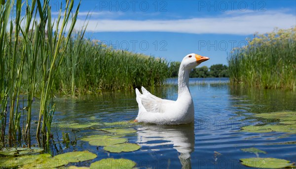 Ai generated, animal, animals, bird, birds, biotope, habitat, an, individual, swims, waters, reeds, water lilies, blue sky, foraging, wildlife, summer, seasons, domestic goose, geese, geese, geese birds, (Anser anser)