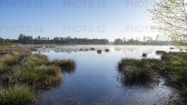 Moorland landscape, renaturalised, peat-covered moorland, Grosses Moor nature reserve, Lower Saxony, Germany, Europe