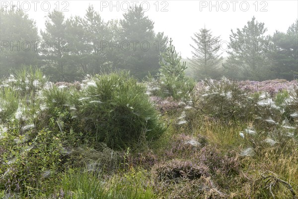 Early morning heath landscape in fog with spider webs and dew, Blabjerg Plantage, Henne Kirkeby, Syddanmark, Denmark, Europe