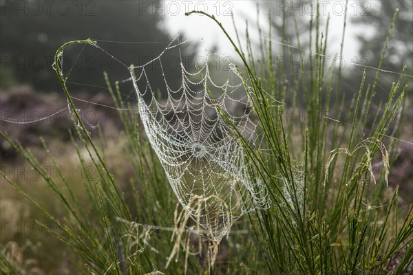 Spider's web with dewdrops in the early morning, Blabjerg Plantage, Henne Kirkeby, Syddanmark, Denmark, Europe