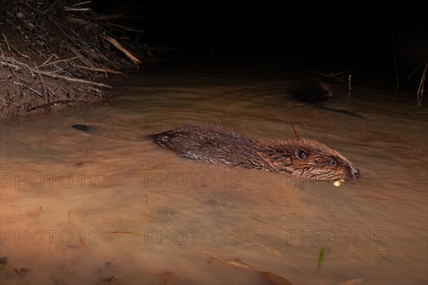 European beaver (Castor fiber) in the water at the Biberburg, Thuringia, Germany, Europe