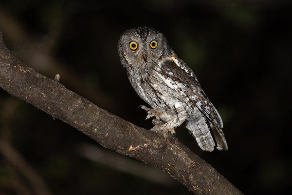 African scops owl (Otus senegalensis), Namibia, Africa