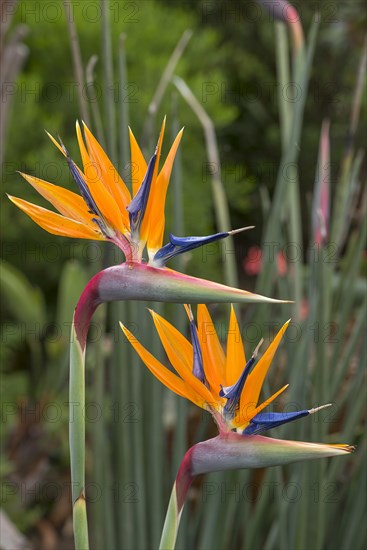 Strelitzias (Strelitzia), Botanical Garden, Erlangen, Middle Franconia, Bavaria, Germany, Europe