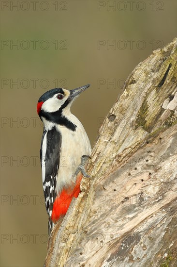 Great spotted woodpecker (Dendrocopos major), male, sitting on dead wood while foraging, Wilnsdorf, North Rhine-Westphalia, Germany, Europe