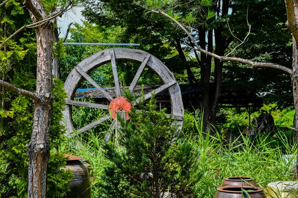 Closeup of wooden waterwheel in beautiful garden behind small evergreen tree in South Korea