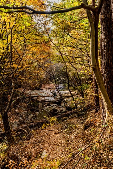 Landscape of shallow stream under canopy of trees in autumn colors in wilderness park in South Korea