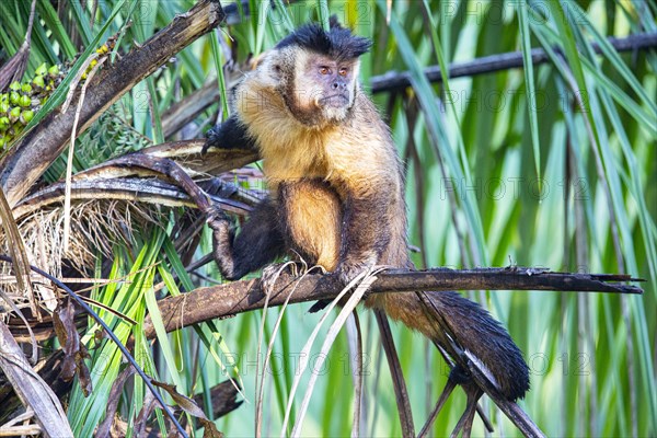 Crested capuchin (Cebus apella) Pantanal Brazil