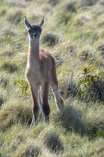 Guanaco (Llama guanicoe), Huanaco, young animal, juvenile, backlight, eye contact, Torres del Paine National Park, Patagonia, end of the world, Chile, South America