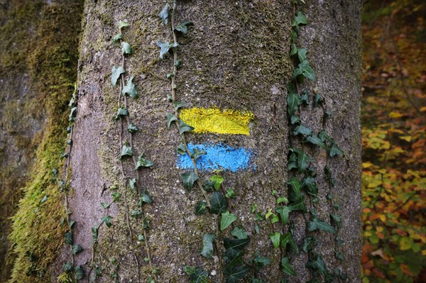 A yellow and blue hiking marker on a beech trunk overgrown with ivy in an autumn forest, Burghausen, Upper Bavaria, Bavaria, Germany, Europe