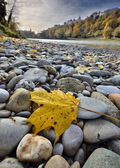 Yellow maple leaves lie on grey stones on the banks of a river in autumn, in the background a castle towers on a hill, Salzach, Burghausen, Upper Bavaria, Bavaria, Germany, Europe