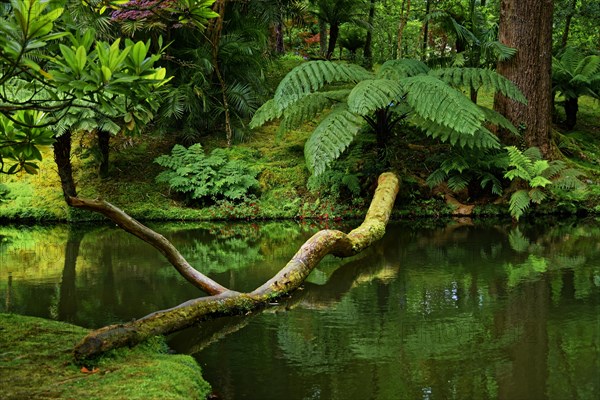 Tree trunk reflected in a still body of water surrounded by greenery, Terra Nostra Park, Furnas, Sao Miguel, Azores, Portugal, Europe