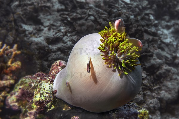 Pink anemonefish (Amphiprion perideraion) in magnificent sea anemone (Heteractis magnifica), Wakatobi Dive Resort, Sulawesi, Indonesia, Asia