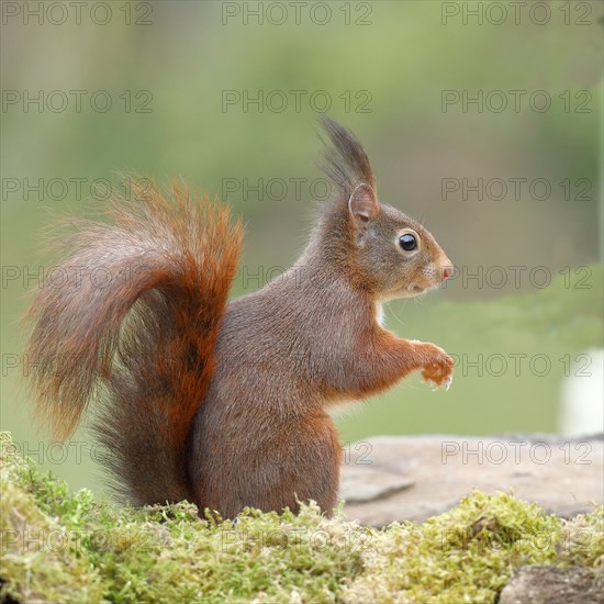 Eurasian red squirrel (Sciurus vulgaris), sitting on mossy forest floor, Wildlife, Wilnsdorf, North Rhine-Westphalia, Germany, Europe