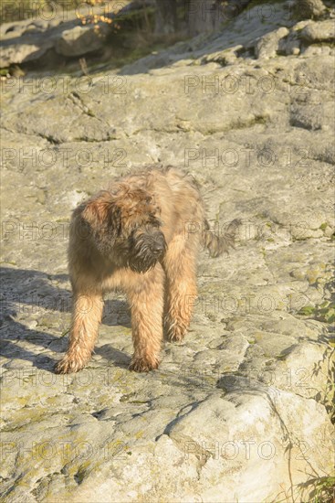 Briard, young, 4 months old