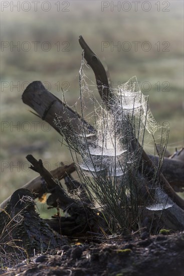 Cobwebs in the early morning with dewdrops, Ruesselsheim am Main, Hesse, Germany, Europe