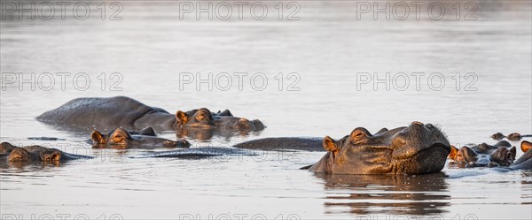 Hippos (Hippopatamus amphibius), group in the water at sunset with reflection, adult, Sabie River, Kruger National Park, South Africa, Africa