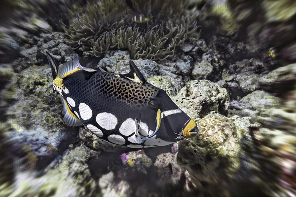 Clown triggerfish (Balistoides conspicillum), with cleaner fish (Labrichthyini), Wakatobi Dive Resort, Sulawesi, Indonesia, Asia