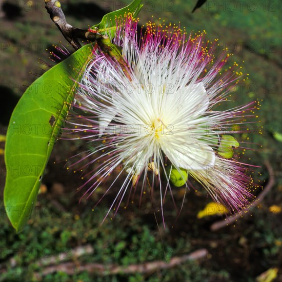 Seychelles, Flora, Acca sellowiana, Africa