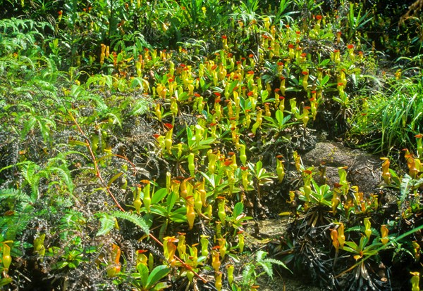 Seychelles, flora, pitcher plants, Africa