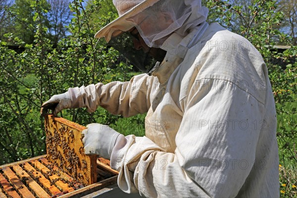 Beekeeper works on his hive