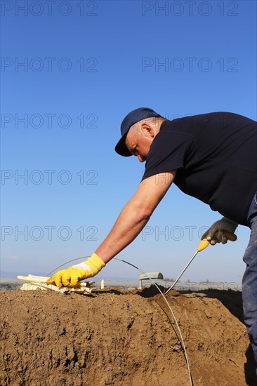 Harvest workers from Romania harvesting asparagus in a field near Mutterstadt, Rhineland-Palatinate