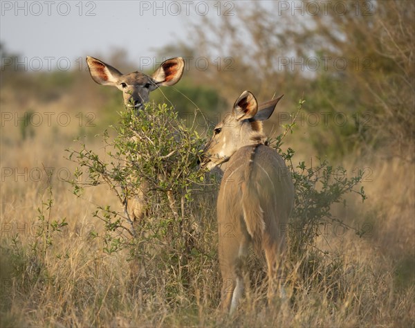 Greater Kudu (Tragelaphus strepsiceros), two adult females feeding on leaves on a bush, Kruger National Park, South Africa, Africa