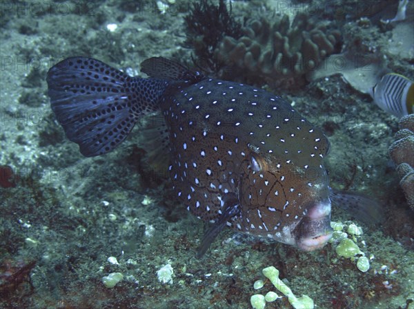 Yellow boxfish (Ostracion cubicus), dive site Sodwana Bay National Park, Maputaland Marine Reserve, KwaZulu Natal, South Africa, Africa