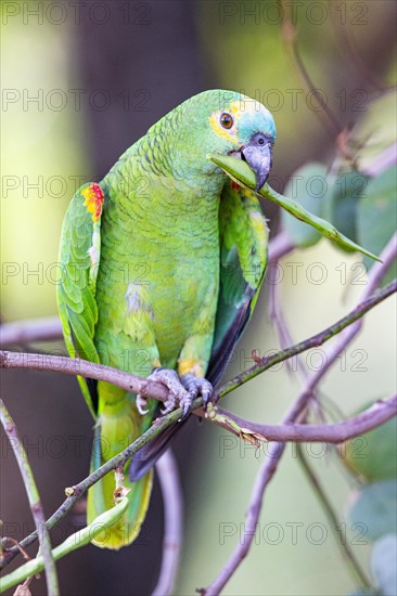 Blue-fronted Amazon (Amazona aestiva (Pantanal Brazil