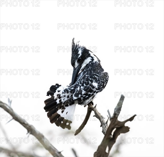 Pied kingfisher (Ceryle rudis) sitting on a branch, grooming its feathers, Kruger National Park, South Africa, Africa