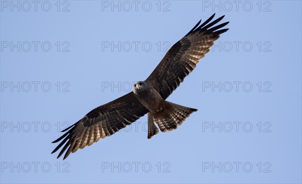 Booted eagle (Hieraaetus pennatus) with dark colouring, in flight against a blue sky, Kruger National Park, South Africa, Africa