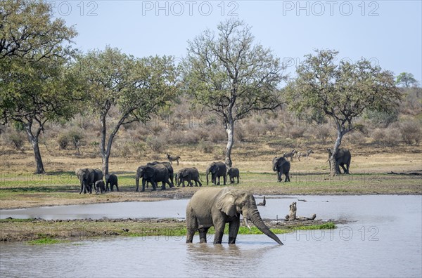 African elephant (Loxodonta africana), bull standing in the water at a lake, herd with young animals in the background, Kruger National Park, South Africa, Africa