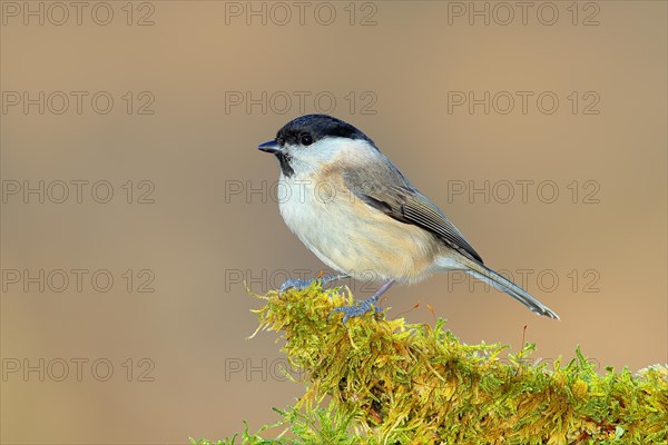 Marsh tit (Parus palustris) sitting on a branch covered with moss, Wildlife, Animals, Birds, Siegerland, North Rhine-Westphalia, Germany, Europe