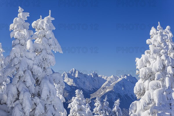 Winter landscape and snow-covered trees in front of mountains, winter, Sonnenstern, Tegelberg, Ammergau Alps, Upper Bavaria, Bavaria, Germany, Europe
