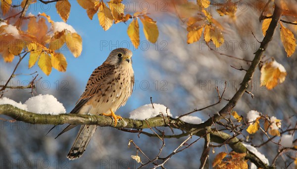 Ai generated, animal, animals, bird, birds, biotope, habitat, one, individual, perches, branch, common kestrel (Falco tinnunculus), ice, snow, autumn, autumn leaves, winter, between the seasons