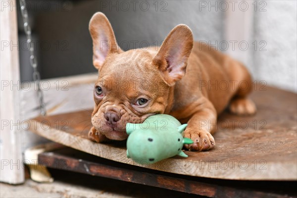 Isabella Sable French Bulldog dog puppy with squeaky toy