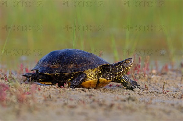 European pond turtle (Emys orbicularis), Danube Delta Biosphere Reserve, Romania, Europe