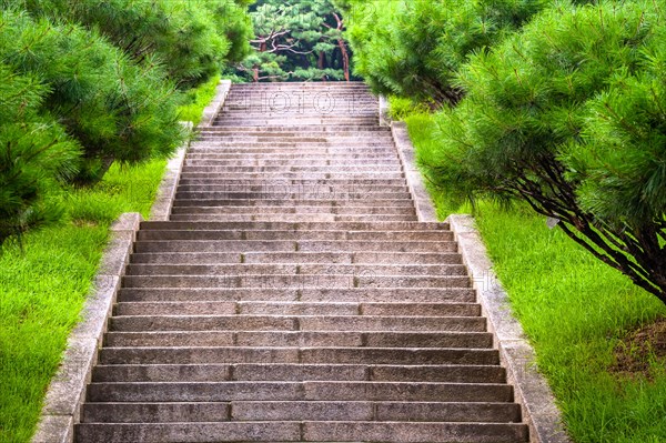 Concrete stairway in public park with evergreen trees on each side in South Korea