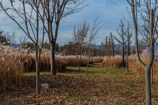 Walking path through autumn landscape of leafless trees growing in field of feather grass