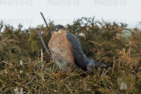 Sparrowhawk male sitting in garden hedge looking left in front of blue sky