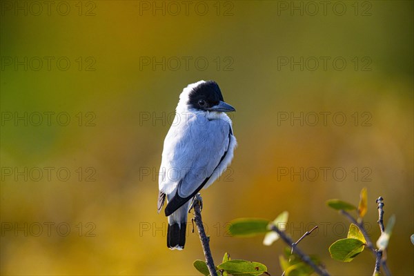 Black-crowned Tityra (Tityra inquisitor inquisitor) Pantanal Brazil