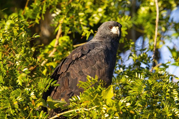 Black buzzard (Buteogallus urubutinga) Pantanal Brazil