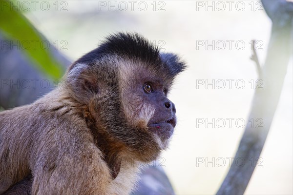 Crested capuchin (Cebus apella) Pantanal Brazil