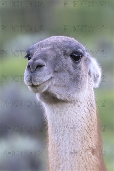 Guanaco (Llama guanicoe), Huanaco, adult, animal portrait, Torres del Paine National Park, Patagonia, end of the world, Chile, South America