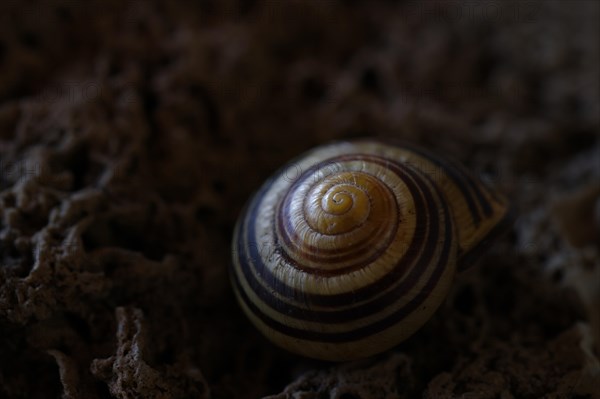 Small snail shell in shades of yellow and brown lies on a colour-matching background of tuff, Bavaria, Germany, Europe