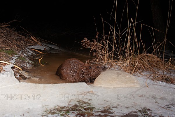 European beaver (Castor fiber) opens frozen access in winter at the beaver lodge, Thuringia, Germany, Europe