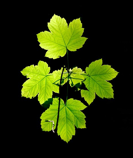 Leaves of sycamore maple (Acer pseudoplatanus) against the light