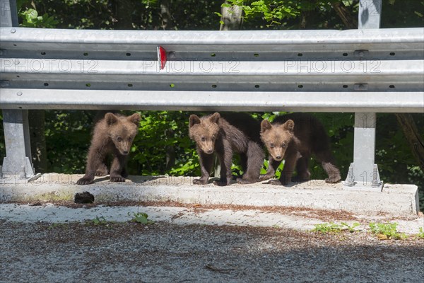 Three young brown bears curiously exploring a crash barrier at the roadside, European brown bear (Ursus arctos arctos), cubs, Transylvania, Carpathians, Romania, Europe